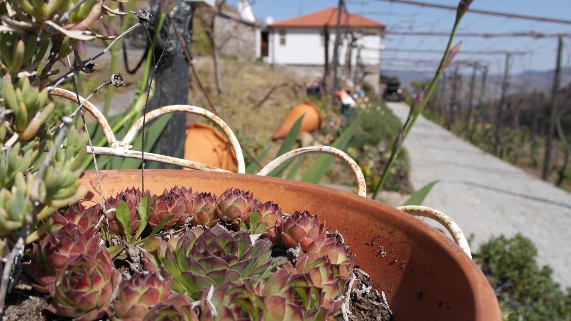 Casa Da Quinta Do Porto Villa Lamego Ngoại thất bức ảnh